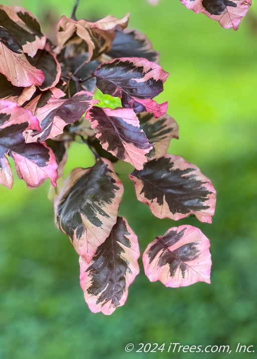 Closeup of variegated leaves showing colors of pinkish-white, to dark purplish-green.