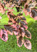 Closeup of variegated leaves showing colors of pinkish-white, to dark purplish-green.