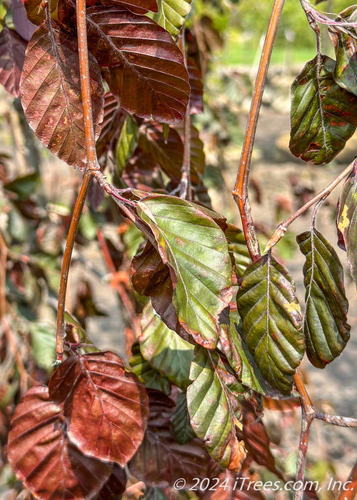 Closeup of dark greenish-purple leaves.