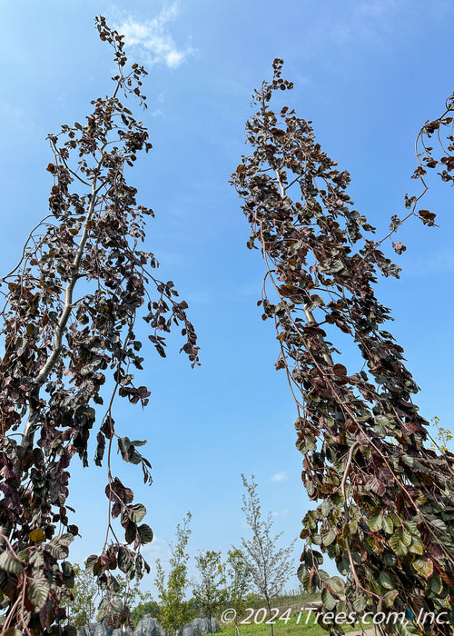 Closeup of the upper canopy of two Purple Fountain Beech showing their long, narrow weeping branch structure.