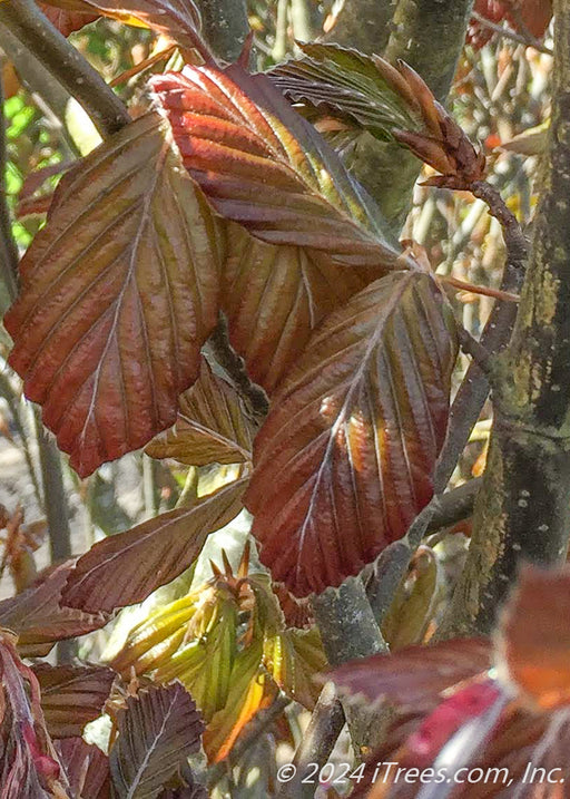 Closeup of bronze-purple shiny leaves.