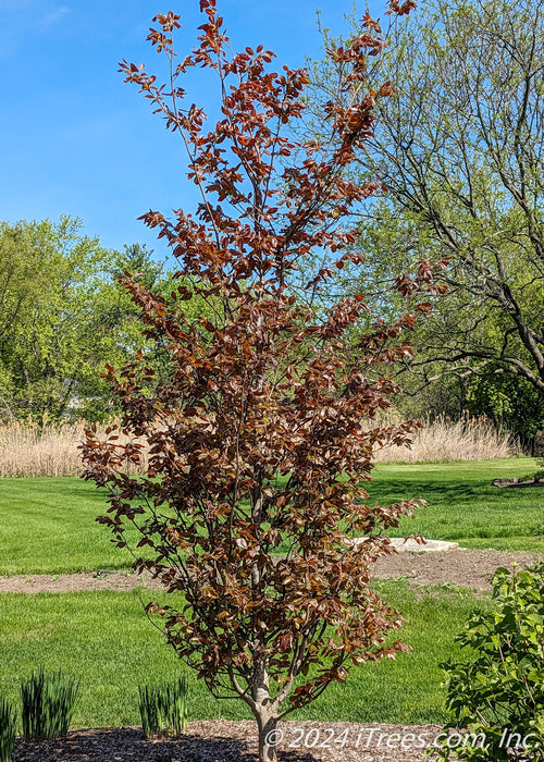 A newly planted Rivers Purple Beech with dark purple leaves.