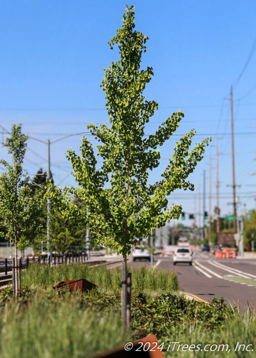 A newly planted Princeton Sentry Ginkgo with green leaves in a street island.