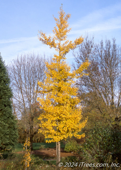 A maturing Princeton Sentry Ginkgo with golden yellow leaves.