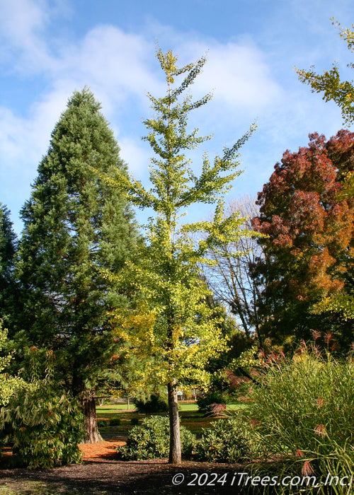 A maturing Princeton Sentry Ginkgo with an upright narrow form, and green leaves. 