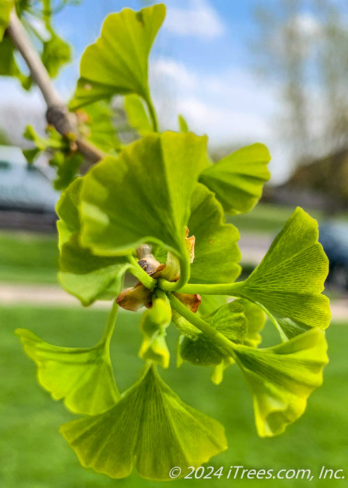 Closeup of newly emerged bright green fan-like leaves.