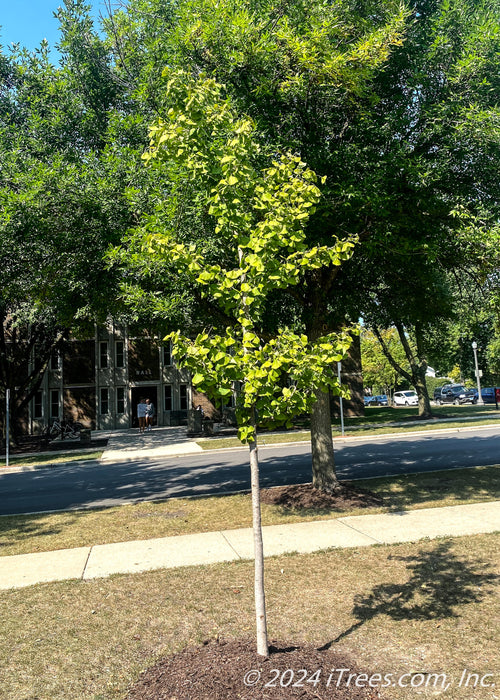 A newly planted Princeton Sentry Ginkgo with green leaves planted in a front landscape of a College Business district. 