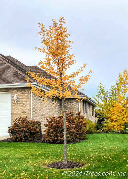 A newly planted Princeton Sentry Ginkgo with yellow leaves in fall planted in a front yard.