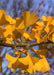Closeup of bright golden-yellow leaves in fall.