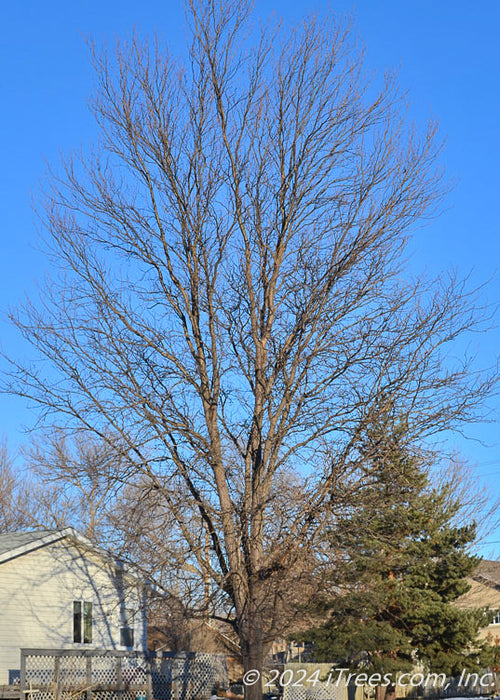 Northern Sentinel Honeylocust in winter without leaves planted on a parkway in a residential community.