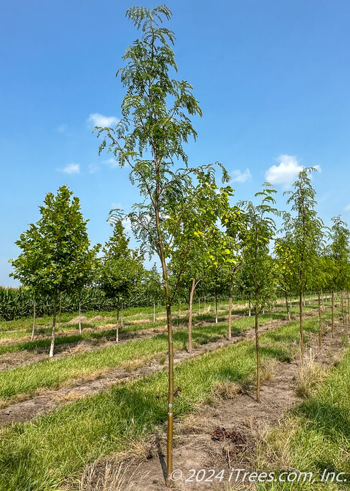 A row of Northern Sentinel Honeylocust with green leaves and smooth brown trunks grow in the nursery. 