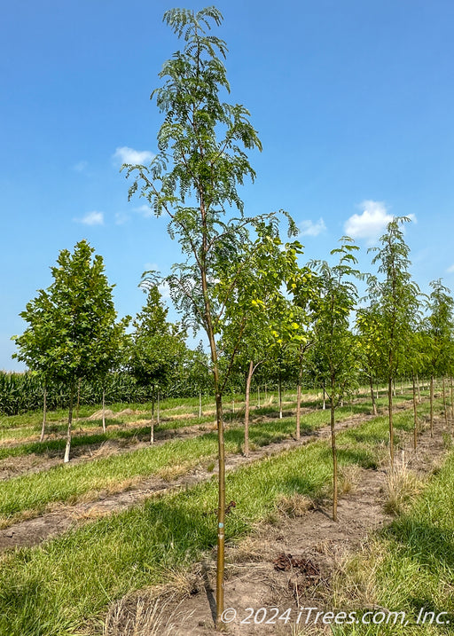 A row of Northern Sentinel Honeylocust with green leaves and smooth brown trunks grow in the nursery.