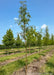 A row of Northern Sentinel Honeylocust with green leaves and smooth brown trunks grow in the nursery. 