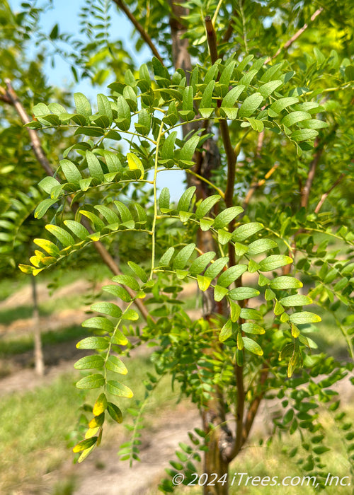 Closeup of small green leaves.