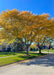 Two mature Skyline Honeylocust with bright yellow fall color planted on a residential parkway.