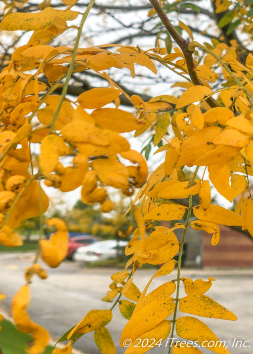 Closeup of yellow fall color.