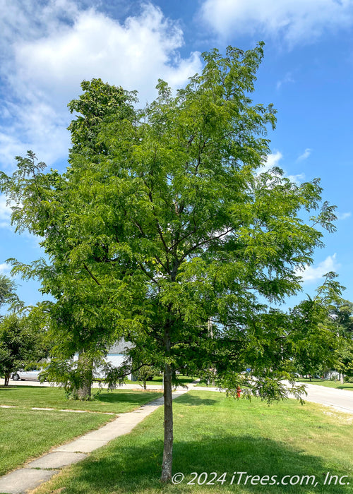 Halka Honeylocust on the parkway with green leaves.