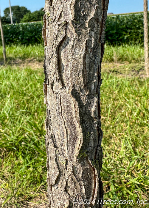 Closeup of a deeply furrowed tree trunk.