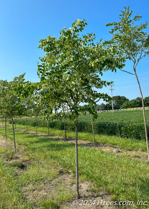 A row of True North Coffee Trees growing at the nursery.
