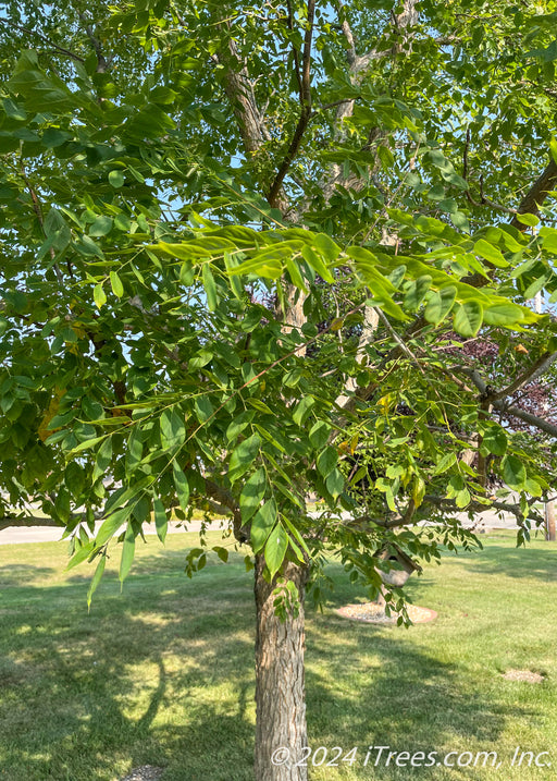 Closeup of lower portion of the tree's canopy and green leaves.