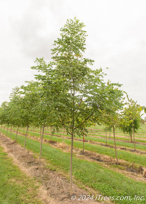 Kentucky Coffee Trees grow in a row at the nursery with green leaves, grass strips between rows of trees, and grey cloudy skies.