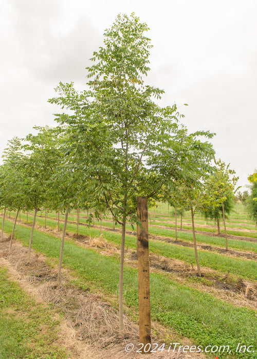 A Kentucky Coffee Trees grows in a row at the nursery with green leaves, grass strips between rows. There is a large ruler standing next to it to measure canopy height at about 4.5 ft. 
