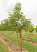 A Kentucky Coffee Trees grows in a row at the nursery with green leaves, grass strips between rows. There is a large ruler standing next to it to measure canopy height at about 4.5 ft. 