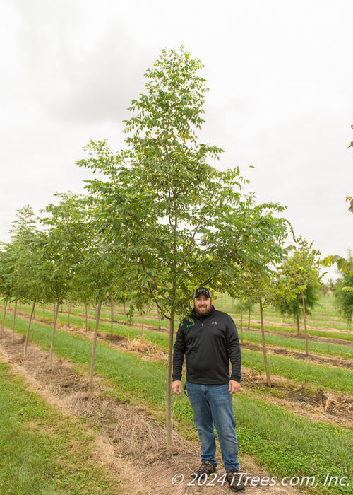 Kentucky Coffee Tree with green leaves growing in a nursery row with a person standing next to it to show its height, their shoulder just at the lowest branch.