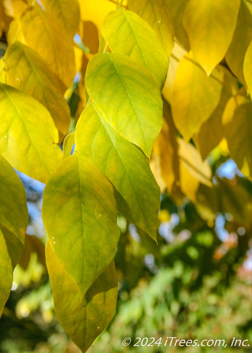 Closeup of yellowish-green leaves showing transitioning fall color.