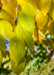 Closeup of yellowish-green leaves showing transitioning fall color.