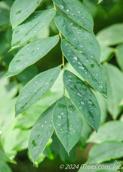 Closeup of small green leaves with raindrops on them.