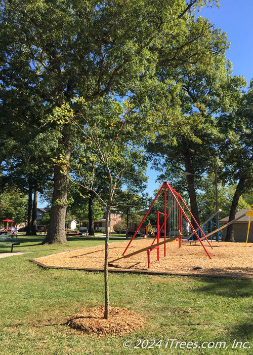 A newly planted Kentucky Coffee Tree in the fall just beginning to lose its leaves, planted at a local downtown park to provide shade to a nearby playground area.