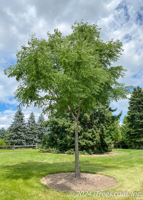 Newly planted Kentucky Coffee Tree with green leaves, planted in an open area of a yard with evergreens and a small wooden fence in the backgroud.