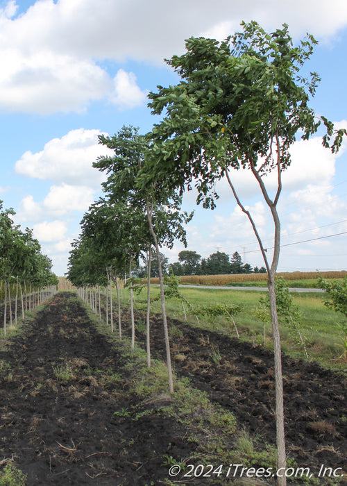 A row of Kentucky Coffee Trees grows in the nursery with tall long branching topped by tropical-like green leaves, with blue cloudy skies in the background.
