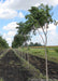 A row of Kentucky Coffee Trees grows in the nursery with tall long branching topped by tropical-like green leaves, with blue cloudy skies in the background.