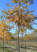 A Kentucky Coffee Tree in a nursery row in fall with golden yellow-orange leaves.