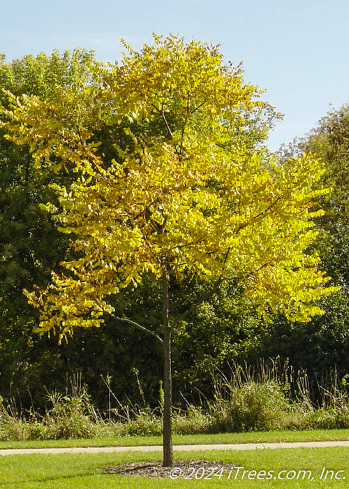 A newly planted Kentucky Coffee tree in the fall near a walking path.