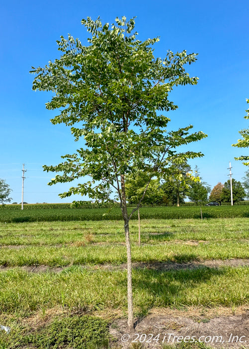 Skinny Latte Coffee Tree growing at the nursery with green leaves.