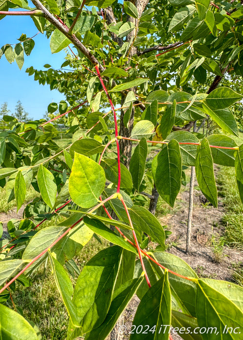Closeup of green leaves and red stems.