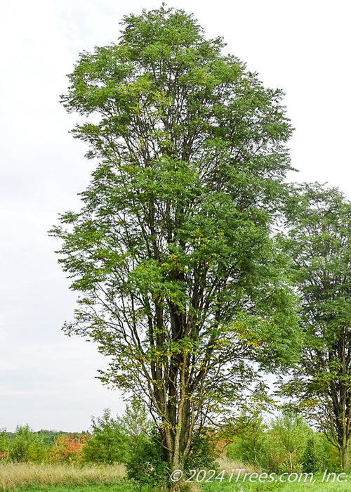 Mature Skinny Latte in an open field showing upright branching structure.