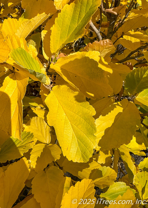 Closeup of the above view of Vernal Witchhazel's large leaves showing its green color changing to a bright yellow-gold.