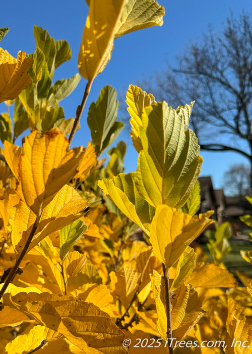 Closeup of the backsides of Vernal Witchhazel's large leaves in autumn, showing the leaves veins, and green color changing to yellow-gold.