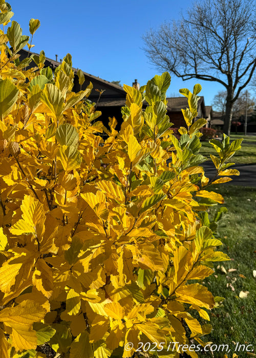 A closeup profile view of Vernal Witchhazel's upward sweeping branches in bright green changing to yellow-gold.