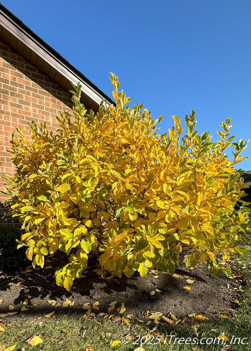 A Vernal Witchhazel growing in a landscape bed near a house, showing its round canopy covered in large green leaves transitioning to a bright yellow-gold.