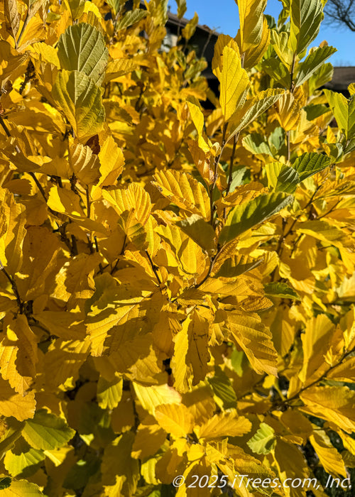 Closeup view of Vernal Witchhazel branches covered in changing leaves from green to yellow-gold.