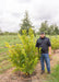 Vernal Witchhazel at the nursery with a person standing next to it.