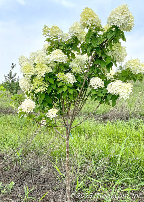 Limelight Hydrangea tree form with green leaves and conical panicles of lime-green to white flowers on upright sweeping branches.