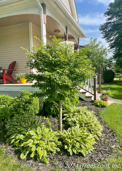 Little Twist Cherry with small green leaves and a stout grey smooth trunk, seen planted in the corner of a front landscape bed near a large wrap around porch.