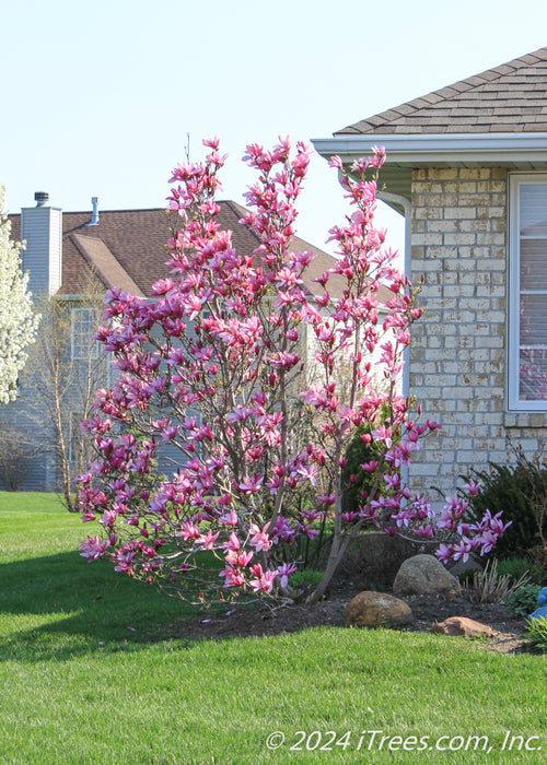 A young Jane Magnolia seen in bloom in the front landscape bed of a home.