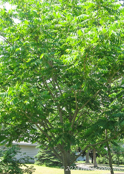 A small Butternut tree grows in a front yard with a full canopy of green leaves.